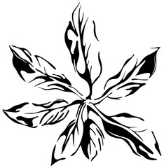 Abstract  tropical black and white leaf. Hand drawn engraved ink art. Isolated illustration element on white background.