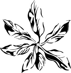 Abstract  tropical black and white leaf. Hand drawn engraved ink art. Isolated illustration element on white background.