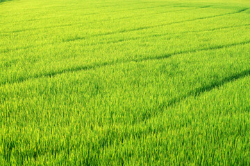 rice field