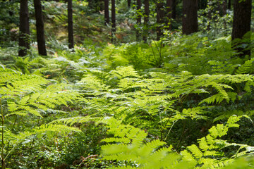 Fototapeta na wymiar Fern growing in a pine forest in the summer