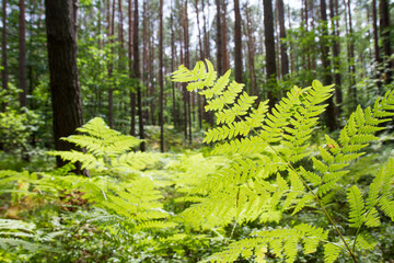 Fern growing in a pine forest in the summer - 704374378