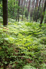 Fern growing in a pine forest in the summer - 704374389