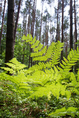 Fern growing in a pine forest in the summer - 704374393