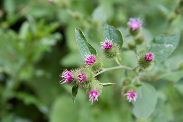A Thistle in a meadow in late summer