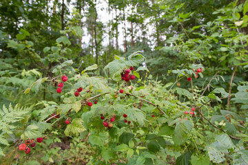 Raspberry fruit growing in a forest in the summer - 704374559