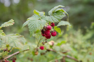 Raspberry fruit growing in a forest in the summer - 704374561