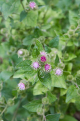 A Thistle in a meadow in late summer