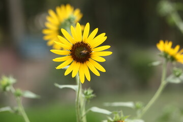 Honey Bea sits on a sunflower 