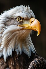 Obraz premium Bald eagle perched high in a tree over a lake in a national park