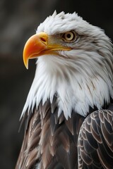 Obraz premium Close up of an American Bald Eagle with black background