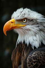 Fototapeta premium Portrait of a Haliaeetus leucocephalus, Bald Eagle