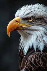 Close up of an American Bald Eagle with black background