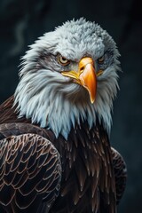 Obraz premium Portrait of a Haliaeetus leucocephalus, Bald Eagle