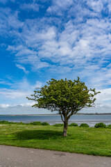 Obraz premium Penrhos Nature Reserve in spring, Anglesey 
