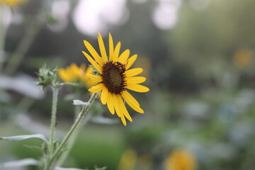 Honey Bea sits on a sunflower 