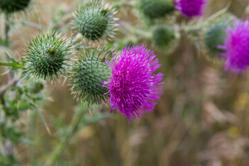 The Milk thistle in a meadow in late summer - 704376162