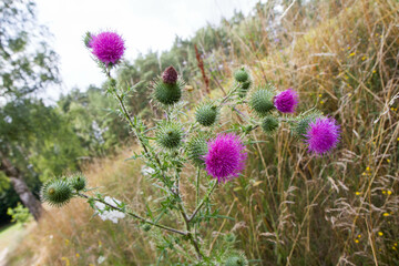 The Milk thistle in a meadow in late summer - 704376170