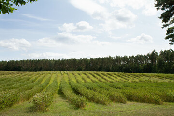 Fototapeta na wymiar Aronia (chokeberries) growing in a field - in the summer time 