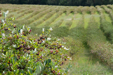 Aronia (chokeberries) growing in a field - in the summer time
- 704376199