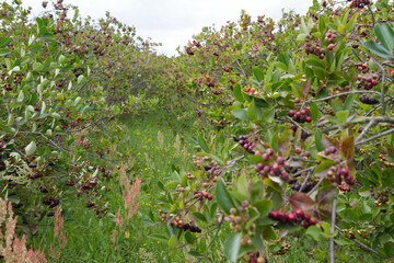Fototapeta na wymiar Aronia (chokeberries) growing in a field - in the summer time 