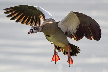 Egyptian goose hovering