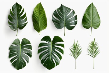 Fototapeta premium collection of tropical leaves isolated on white background. generative ai