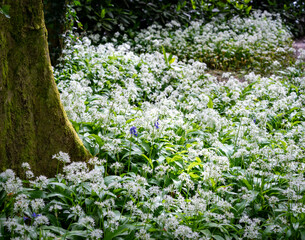 Penrhos Nature Reserve in spring, Anglesey 