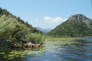 Fototapeta na wymiar montenegro Lake Scutari