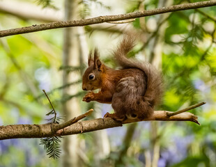 Red Squirrels on Anglesey 