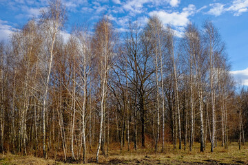A grove of leafless trees, their branches reaching into the sky.