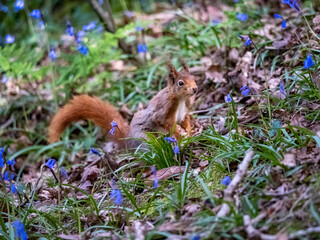 Red Squirrels on the Isle of Anglesey 