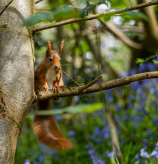 Red Squirrels on the Isle of Anglesey 