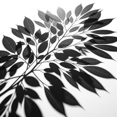  the shadows of various plants on a pure white background