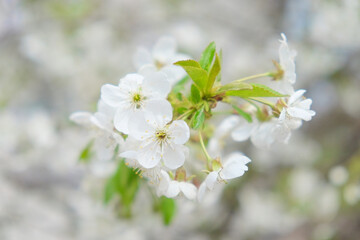 A cluster of white cherry blossoms with yellow centers against a sky background.