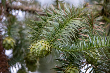 Green pine tree or fir tree fruit