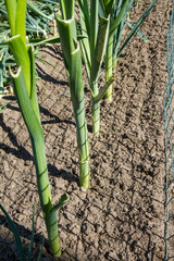 Obraz premium Leek being grown in a garden
