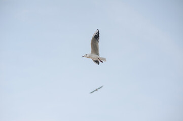 A couple of beautiful white seagulls, a small flock of wild birds are flying high soaring in the blue sky with clouds over the sea, ocean in nature. Animal photography, landscape.