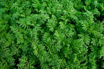 Stems of green plants close up. Vegetable background. The image shows a dense cluster of green, healthy leaves with intricate leaf patterns.