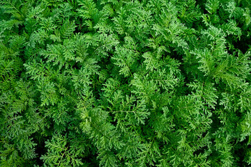 Stems of green plants close up. Vegetable background. The image shows a dense cluster of green,...