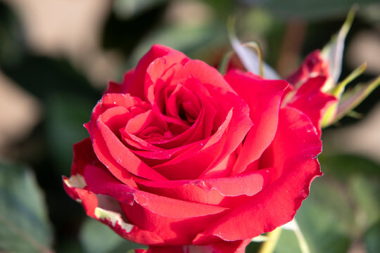 Close-up of single red rose