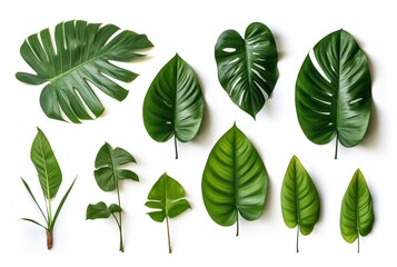 collection of tropical leaves isolated on white background. generative ai