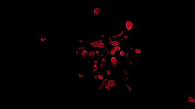 Exploding red rose petals. Isolated floating rose blossoms. Overlay. Black background. 29,97fps