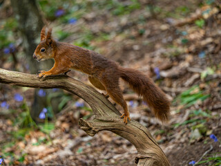 Naklejka na ściany i meble Red Squirrels on the island of Anglesey 