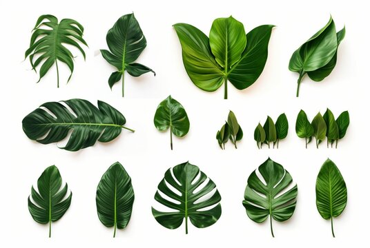 collection of tropical leaves isolated on white background. generative ai