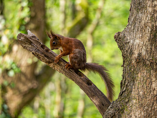 Red Squirrels on the island of Anglesey 