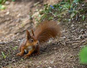 Naklejka na ściany i meble Red Squirrels on the island of Anglesey 