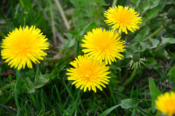 yellow dandelions isolated close up wallpaper 