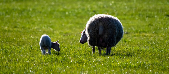 Young lambs with their mums in a green grassy field