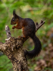 Red Squirrels on the island of Anglesey 