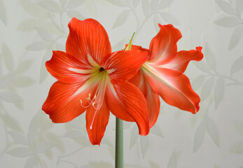 blossoming flowers of amaryllis on the stem isolated close up